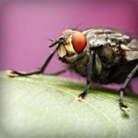 /album/quefastdisma/photolia-a08-jpg/